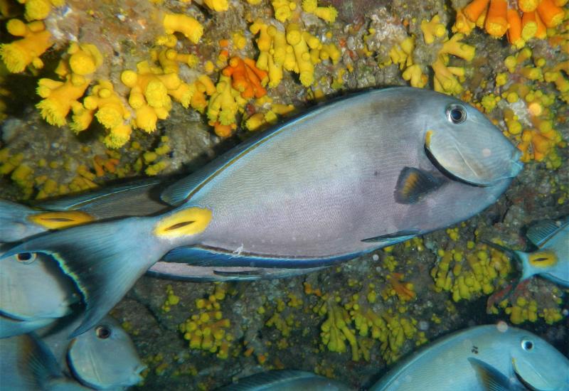 Nemo, Dora je u Hrvatskoj - Pojavila se riba kakva nikad dosad nije viđena u Jadranu